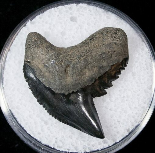 Fossil Tiger Shark Tooth - South Carolina #17327